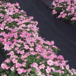 Chhajed Garden Imported Flower Seeds Impatiens Lollipop Pink Lemonade Light Pink Flower Seeds