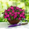 Chhajed Garden Impatiens Lollipop Pomegranate Carmine Flower Seeds