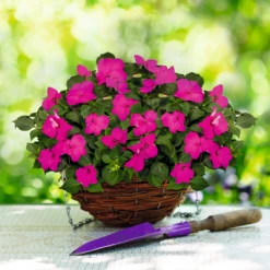 Chhajed Garden Impatiens Lollipop Pomegranate Carmine Flower Seeds