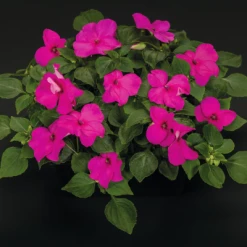 Chhajed Garden Impatiens Lollipop Pomegranate Carmine Flower Seeds