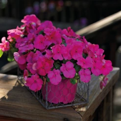 Chhajed Garden Impatiens Lollipop Pomegranate Carmine Flower Seeds