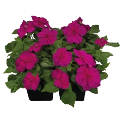 Chhajed Garden Imported Flower Seeds Impatiens Lollipop Raspberry Violet Flower Seeds
