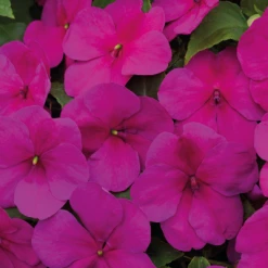 Chhajed Garden Imported Flower Seeds Impatiens Lollipop Raspberry Violet Flower Seeds
