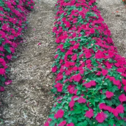 Chhajed Garden Imported Flower Seeds Impatiens Lollipop Raspberry Violet Flower Seeds