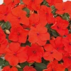 Chhajed Garden Impatiens Lollipop Tangerine Deep Salmon Flower Seeds