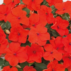 Chhajed Garden Impatiens Lollipop Tangerine Deep Salmon Flower Seeds