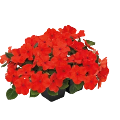 Chhajed Garden Impatiens Lollipop Tangerine Deep Salmon Flower Seeds