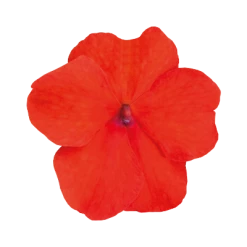 Chhajed Garden Impatiens Lollipop Tangerine Deep Salmon Flower Seeds