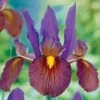 CGASPL Iris Eye Of The Tiger Flower Bulbs (Pack Of 10 Bulbs)