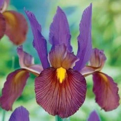 CGASPL Iris Eye Of The Tiger Flower Bulbs (Pack Of 10 Bulbs)