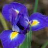 CGASPL Winter Flower Bulbs Iris Professor Blauw Flower Bulbs (Pack Of 10)
