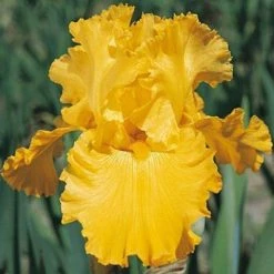 CGASPL Iris Strong Gold Flower Bulbs (Pack Of 10) Winter Flower Bulbs