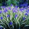 CGASPL Iris Variegata Light Blue Flowers Bulbs (Pack Of 12)