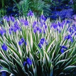 CGASPL Iris Variegata Light Blue Flowers Bulbs (Pack Of 12)