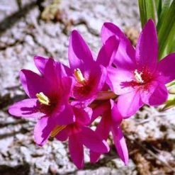 CGASPL Ixia Flexuous Pink Flower Bulbs (Pack Of 10) Rainy Flower Bulbs
