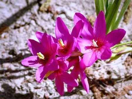 CGASPL Ixia Flexuous Pink Flower Bulbs (Pack Of 10) Rainy Flower Bulbs 3 CGASPL Ixia Flexuous Pink Flower Bulbs (Pack Of 10) Rainy Flower Bulbs