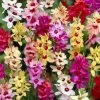 CGASPL Ixia Mix Color Flower Bulbs (Pack Of 10 Bulbs) Rainy Flower Bulbs