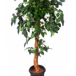 CGASPL Artificial Plants Artificial Jasmine Plant Topiary Natural Coffee Wood Stick - 4 Feet