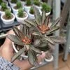 CGASPL Kalanchoe Tomentosa Nigra Succulent Plant Plants