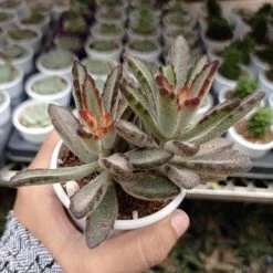 CGASPL Kalanchoe Tomentosa Nigra Succulent Plant Plants