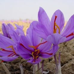 CGASPL Winter Flower Bulbs Kashmiri Saffron Flower Bulbs (Pack Of 10)