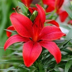 CGASPL Winter Flower Bulbs Lilium Asiatic-Red Flower Bulbs (Pack Of 10)