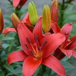 CGASPL Lilium Asiatic Blushing Joy Red Flower Bulbs (Pack Of 10)