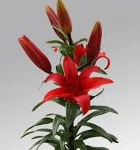 CGASPL Lilium Asiatic Blushing Joy Red Flower Bulbs (Pack Of 10)
