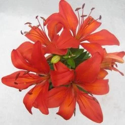 CGASPL Winter Flower Bulbs Lilium Asiatic Burning Joy Orange Flower Bulbs (Pack Of 10)