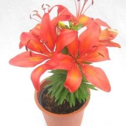 CGASPL Winter Flower Bulbs Lilium Asiatic Burning Joy Orange Flower Bulbs (Pack Of 10)