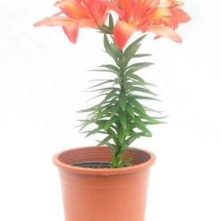 CGASPL Winter Flower Bulbs Lilium Asiatic Burning Joy Orange Flower Bulbs (Pack Of 10)