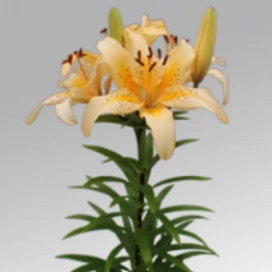 CGASPL Winter Flower Bulbs Lilium Asiatic Freckled Joy Salmon Flower Bulbs (Pack Of 10)