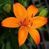 CGASPL Winter Flower Bulbs Lilium Asiatic Orange Flower Bulbs (Pack Of 10)