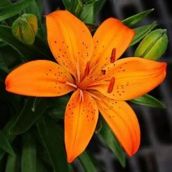 CGASPL Winter Flower Bulbs Lilium Asiatic Orange Flower Bulbs (Pack Of 10)
