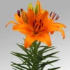 CGASPL Lilium Asiatic Orange Joy Orange Flower Bulbs (Pack Of 10)