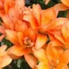 CGASPL Lilium Asiatic Tiny Double You Orange Flower Bulbs (Pack Of 10) 2 CGASPL Lilium Asiatic Tiny Double You Orange Flower Bulbs (Pack Of 10)