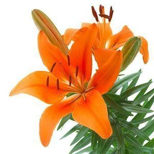CGASPL Lilium Asiatic Tiny Invader Orange Flower Bulbs (Pack Of 10) Winter Flower Bulbs 3 CGASPL Lilium Asiatic Tiny Invader Orange Flower Bulbs (Pack Of 10) Winter Flower Bulbs