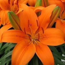CGASPL Lilium Asiatic Tiny Invader Orange Flower Bulbs (Pack Of 10) Winter Flower Bulbs