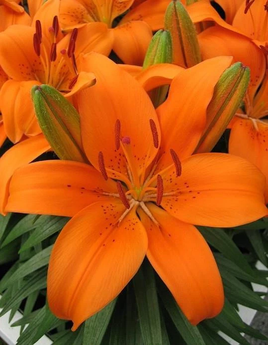 CGASPL Lilium Asiatic Tiny Invader Orange Flower Bulbs (Pack Of 10) Winter Flower Bulbs 4 CGASPL Lilium Asiatic Tiny Invader Orange Flower Bulbs (Pack Of 10) Winter Flower Bulbs