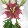 CGASPL Lilium Asiatic Tiny Padhye Airbrushed Flower Bulbs (Pack Of 10) Winter Flower Bulbs 1 CGASPL Lilium Asiatic Tiny Padhye Airbrushed Flower Bulbs (Pack Of 10) Winter Flower Bulbs