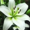 CGASPL Lilium Asiatic White Flower Bulbs (Pack Of 10) 2 CGASPL Lilium Asiatic White Flower Bulbs (Pack Of 10)