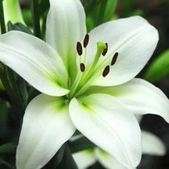 CGASPL Lilium Asiatic White Flower Bulbs (Pack Of 10)