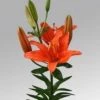 CGASPL Lilium Asiatic Winning Joy Orange Flower Bulbs (Pack Of 10) Winter Flower Bulbs