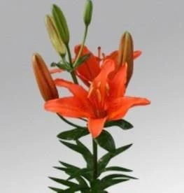 CGASPL Lilium Asiatic Winning Joy Orange Flower Bulbs (Pack Of 10) Winter Flower Bulbs 3 CGASPL Lilium Asiatic Winning Joy Orange Flower Bulbs (Pack Of 10) Winter Flower Bulbs