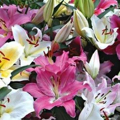 CGASPL Lilium Oriental Mixed Flower Bulbs (Pack Of 10 Bulbs) Winter Flower Bulbs