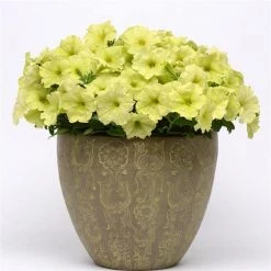 Pan American Seeds Petunia Debonair Lime Green Flower Seeds