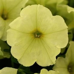 Pan American Seeds Petunia Debonair Lime Green Flower Seeds