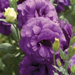 CGASPL Lisianthus Mariachi Blue Flower Seeds