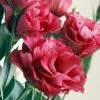Chhajed Garden Imported Flower Seeds Lisianthus Mariachi Carmine Flower Seeds 1 Chhajed Garden Imported Flower Seeds Lisianthus Mariachi Carmine Flower Seeds