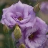 CGASPL Lisianthus Mariachi Lavender Flower Seeds